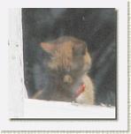 04 Cat in Window * 333 x 341 * (12KB)